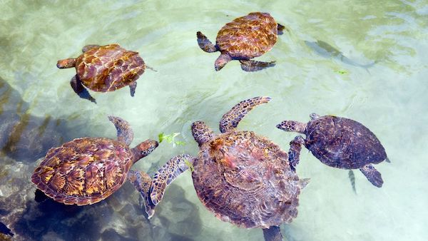 Giant tortoise Prison Island
