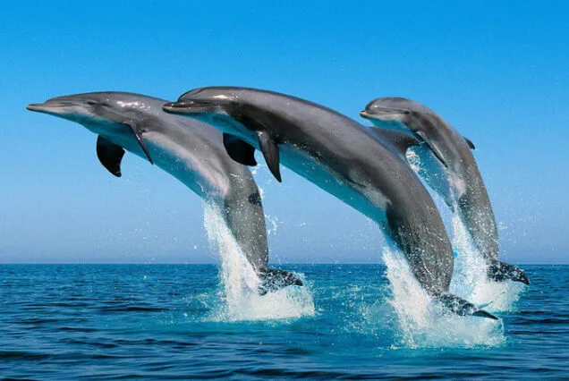 Dolphins Indian Ocean Zanzibar