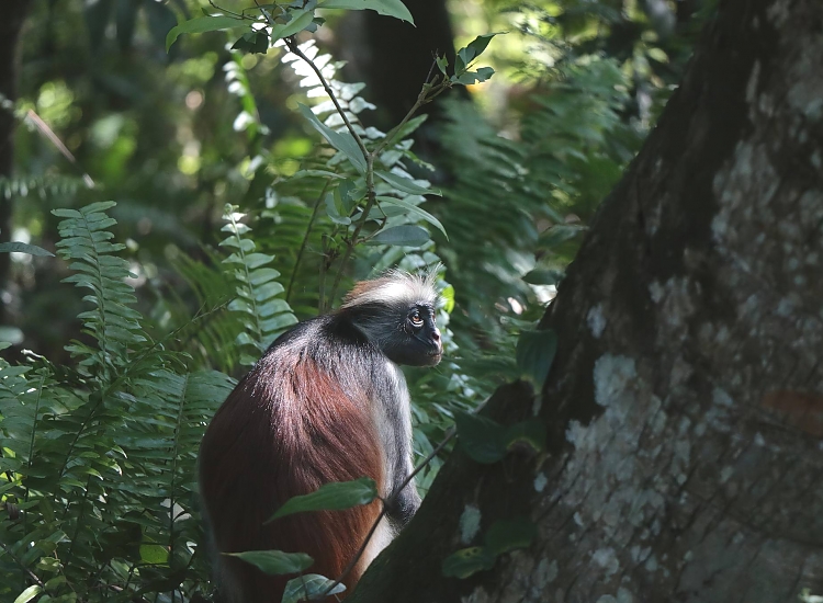 Red colobus monkey Jozani Forest